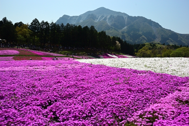 秩父・羊山公園